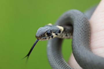 Image showing harmless small snake, grass snake, Natrix natrix