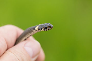 Image showing harmless small snake, grass snake, Natrix natrix