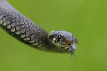 Image showing harmless small snake, grass snake, Natrix natrix