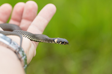 Image showing harmless small snake, grass snake, Natrix natrix