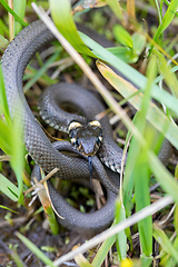 Image showing harmless small snake, grass snake, Natrix natrix