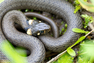 Image showing harmless small snake, grass snake, Natrix natrix