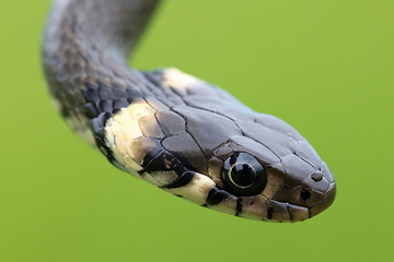 Image showing harmless small snake, grass snake, Natrix natrix