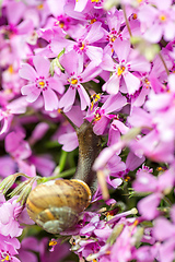 Image showing macro of small garden snail eating whole ping flower bud