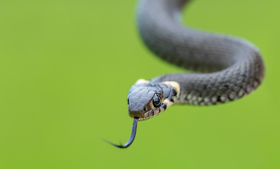 Image showing harmless small snake, grass snake, Natrix natrix