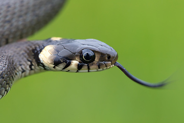 Image showing harmless small snake, grass snake, Natrix natrix