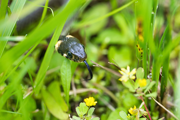 Image showing harmless small snake, grass snake, Natrix natrix