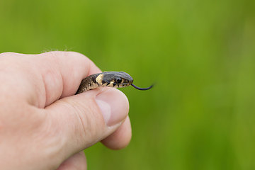 Image showing harmless small snake, grass snake, Natrix natrix