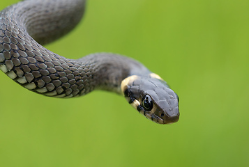 Image showing harmless small snake, grass snake, Natrix natrix