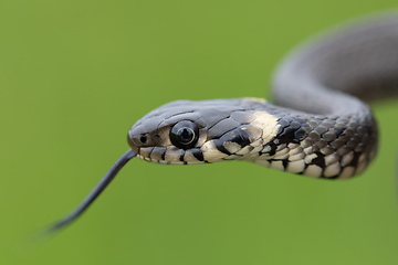 Image showing harmless small snake, grass snake, Natrix natrix