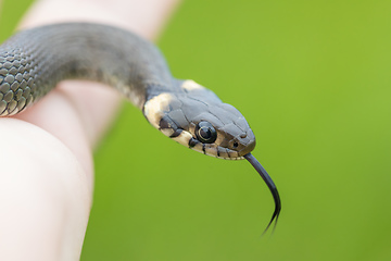 Image showing harmless small snake, grass snake, Natrix natrix