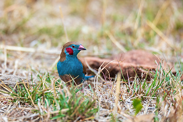 Image showing bird red-cheeked cordon-bleu, Gondar, Ethiopia Africa wildlife