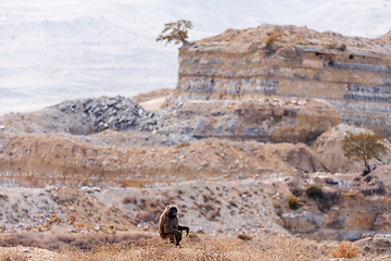Image showing chacma baboon, Ethiopia, Africa wildlife