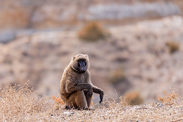 Image showing chacma baboon, Ethiopia, Africa wildlife