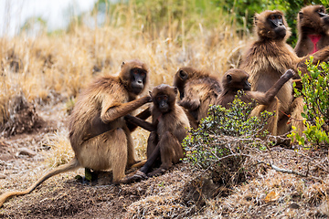 Image showing endemic monkey Gelada in Simien mountain, Ethiopia