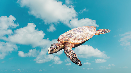 Image showing Abstract funny cute turtle flying in the sky