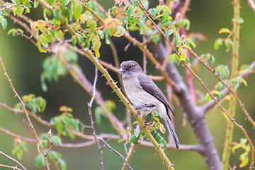 Image showing bird Abyssinian slaty flycatcher, Ethiopia, wildlife