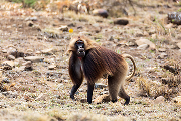Image showing endemic monkey Gelada in Simien mountain, Ethiopia