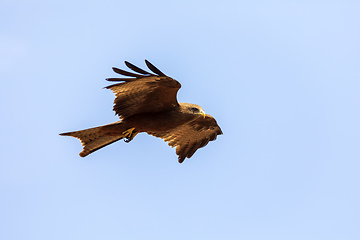 Image showing Black kite flying, Ethiopia safari wildlife