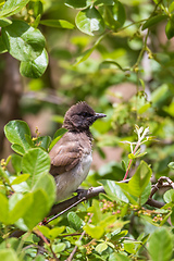 Image showing bird common bulbul Ethiopia Africa safari wildlife