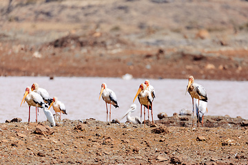 Image showing Yellow-billed Stork, Ethiopia, Africa wildlife