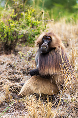 Image showing endemic monkey Gelada in Simien mountain, Ethiopia