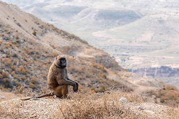 Image showing chacma baboon, Ethiopia, Africa wildlife