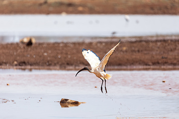 Image showing bird African Sacred Ibis, Ethiopia safari wildlife