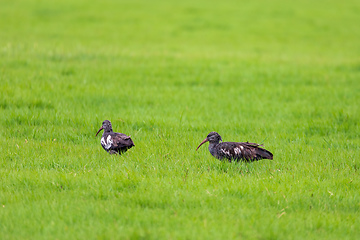 Image showing Wattled Ibis, Ethiopia wildlife, Africa