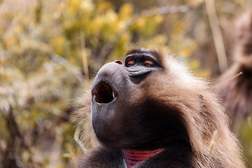 Image showing endemic monkey Gelada in Simien mountain, Ethiopia