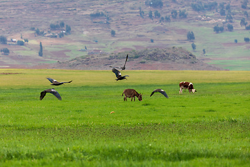 Image showing Wattled Ibis, Ethiopia wildlife, Africa