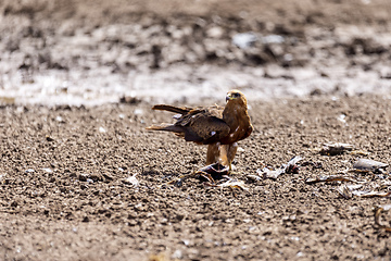 Image showing Black kite flying, Ethiopia safari wildlife