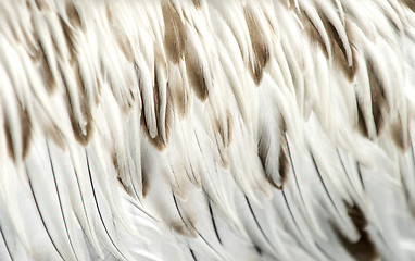 Image showing White and brown feathers of a young pelican