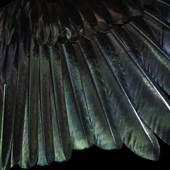 Image showing Black bird feathers illuminated by the sun