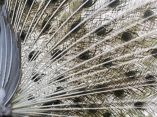 Image showing Peacock tail, rear view