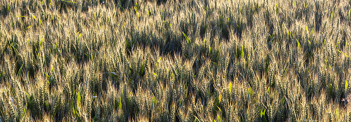Image showing Grain in field at sunset 
