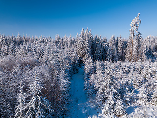 Image showing Aerial top down view of beautiful winter forest treetops.