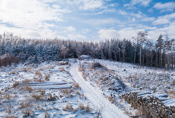 Image showing Aerial view of spruce tree in deforested landscape