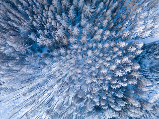 Image showing Aerial top down view of beautiful winter forest treetops.