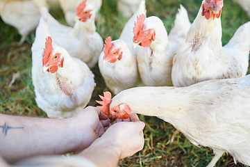 Image showing Agriculture, chickens and hands with food for sustainability, eco friendly and free range farming industry in a barn. Sustainable agro worker, farmer or person bird care or animal care in countryside