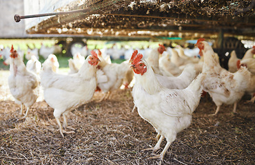 Image showing Chickens, sustainability farm and birds on grass with no people in the countryside. Agro production, field and egg product business of livestock and animals for sustainable eco friendly farming