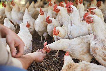 Image showing Hands, chicken and feeding at outdoor farm for growth, health and development with sustainable organic farming. Man, farmer and poultry expert for eggs, birds or meat for protein in countryside field