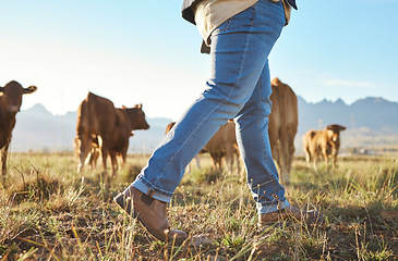 Image showing Walking farmer, cows and countryside with farming shoes in a field with animals. Sustainability worker, outdoor and nature walk of an employee on grass in the sun for agriculture and environment job