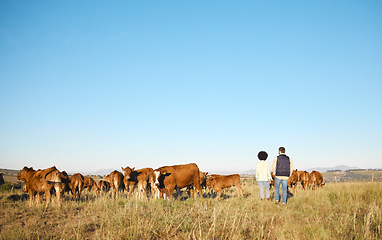 Image showing Couple, farm and animals in the countryside for agriculture, travel or natural environment in nature. Man and woman farmer walking on grass field with livestock, cattle or cows for sustainability