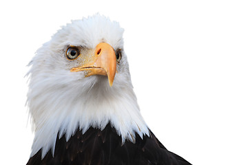 Image showing Bald eagle (Haliaeetus leucocephalus)