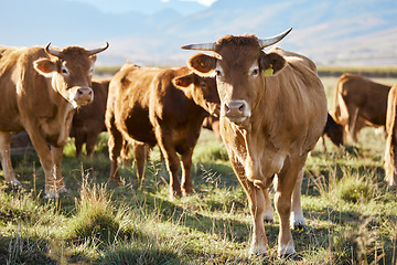 Image showing Sustainability, farming and cows on field, happy animals in countryside with mountains, sustainable dairy and beef production. Nature, meat and milk farm, cattle grazing on grass in eco agriculture.