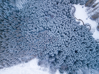 Image showing Aerial top down view of beautiful winter forest treetops.