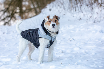 Image showing dog parson russell terrier breed