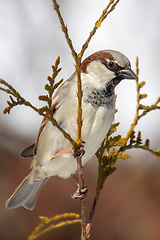 Image showing beautiful small bird house sparrow in winter