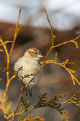 Image showing beautiful small bird house sparrow in winter